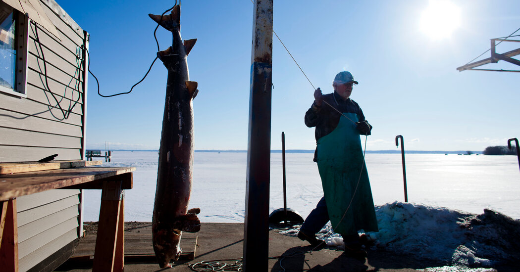 Wisconsin Official Traded Sturgeon Research Eggs for Caviar, Prosecutors Say