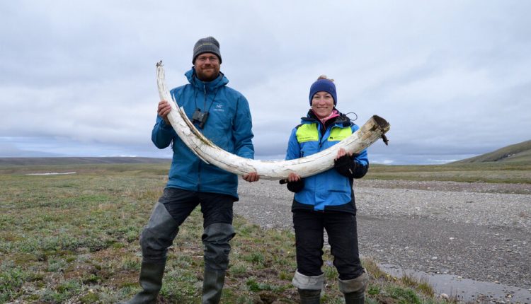 Million-Year-Old DNA Rewrites the Mammoth Family Tree