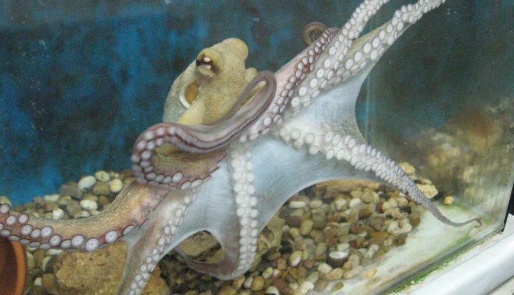 Octopuses Have a Secret Sense to Keep Their 8 Arms Out of Trouble
