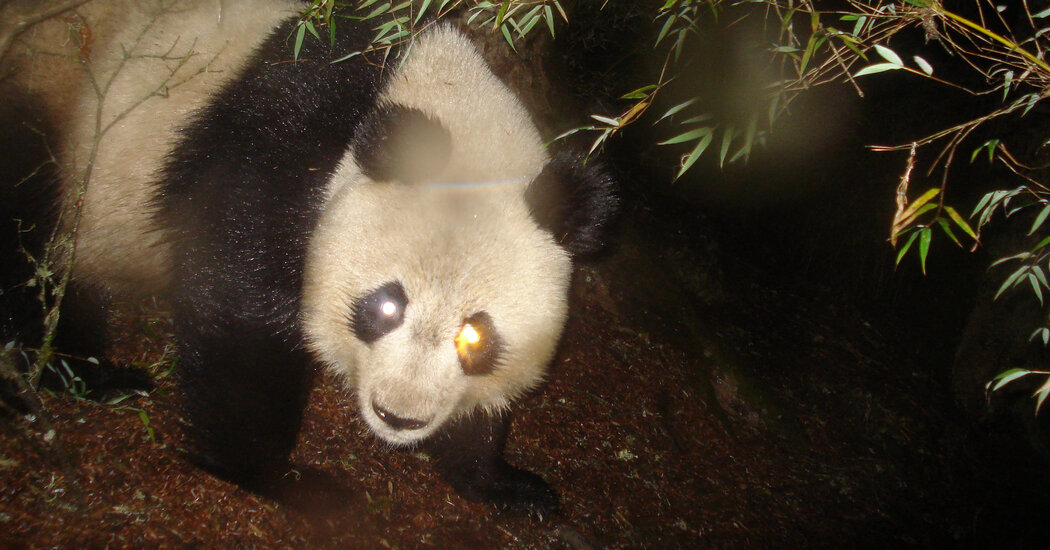 For Shielding Endangered Neighbors, Pandas Make Flimsy Umbrellas