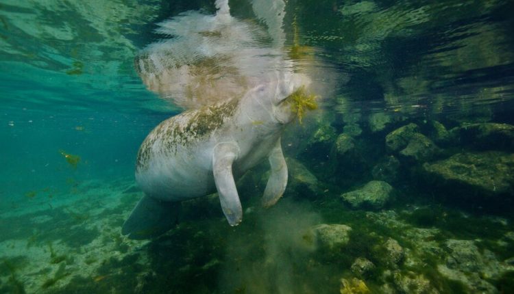 Manatees May Carry Half a Million Microscopic Hitchhikers