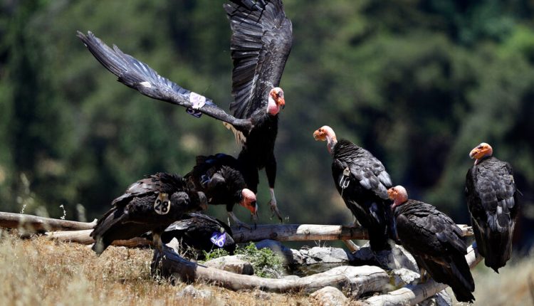 California Condors Get an Assist From an Unlikely Source: A Wind Power Company