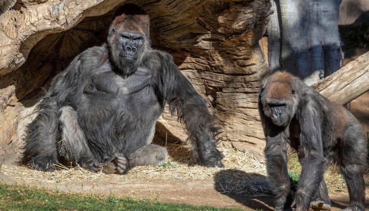 San Diego Zoo Apes Get an Experimental Covid Vaccine