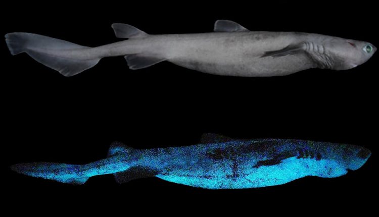 Largest Glowing Shark Species Discovered Near New Zealand