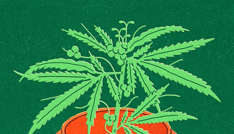 Medical Marijuana Is Not Regulated as Most Medicines Are