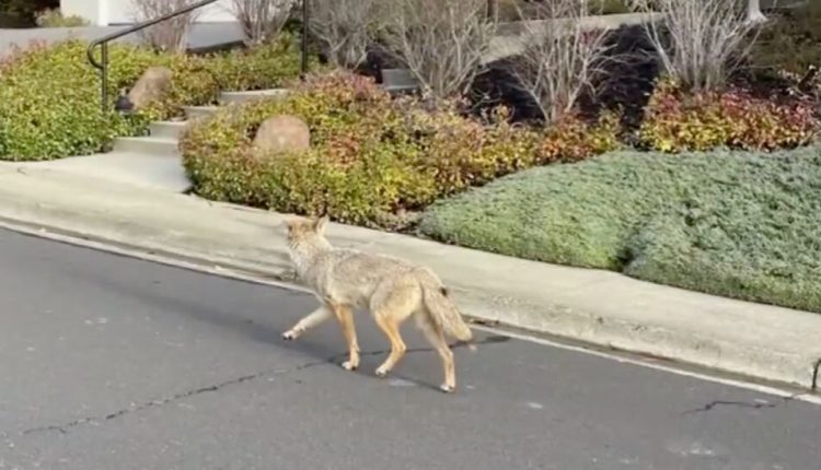 Coyote That Attacked Five in Bay Area Is Finally Caught
