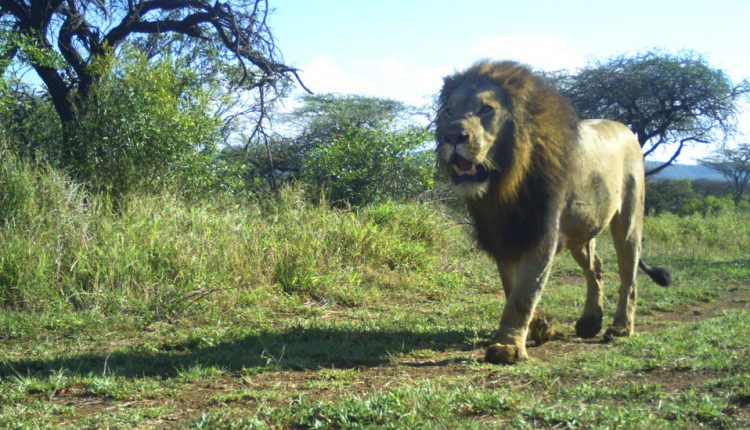 Lions Are Lovely, but Petite Carnivores Need Affection, Too