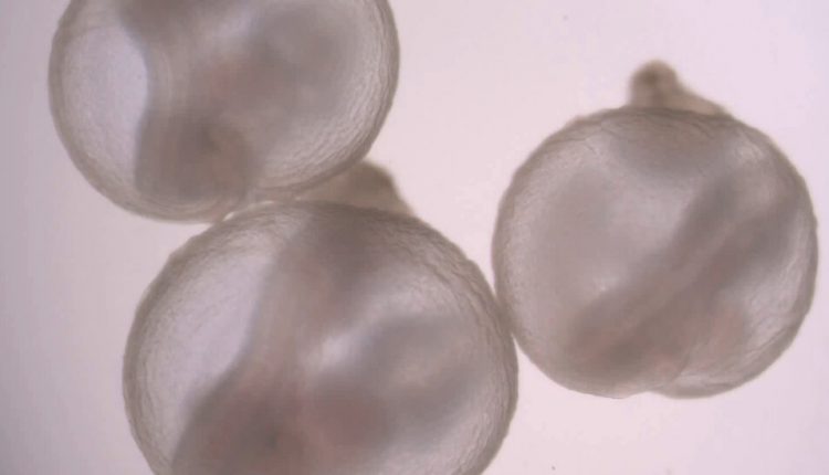 Scientists Grow Mouse Embryos in a Mechanical Womb