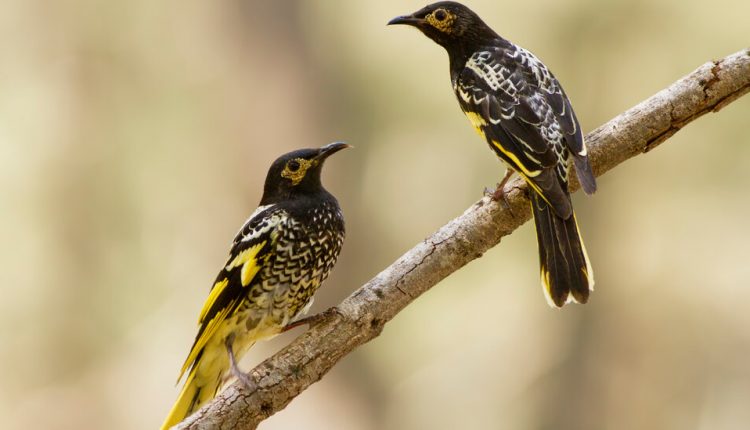 ¿Cómo era esa canción? Este pájaro no sabe