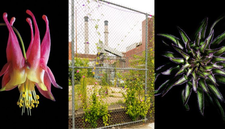 The Perseverance of New York City’s Wildflowers