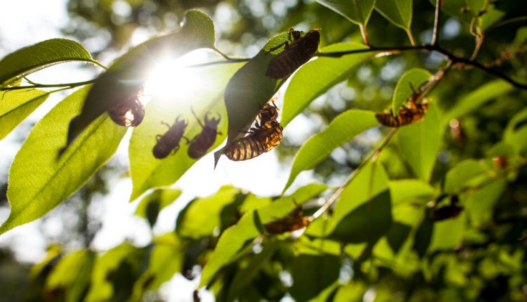 Billions (Yes, Billions) of Brood X Cicadas Will Soon Emerge