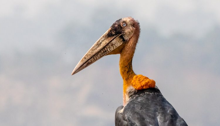 A Biologist, an Outlandish Stork and the Army of Women Trying to Save It