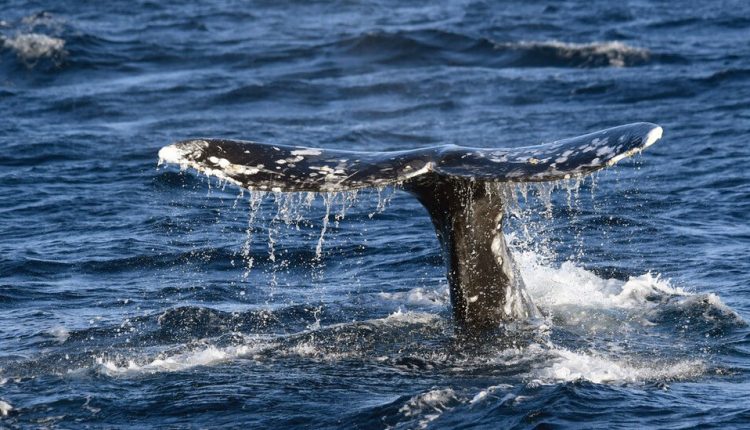 What’s Good for the Ocean May Also Be Good for Business