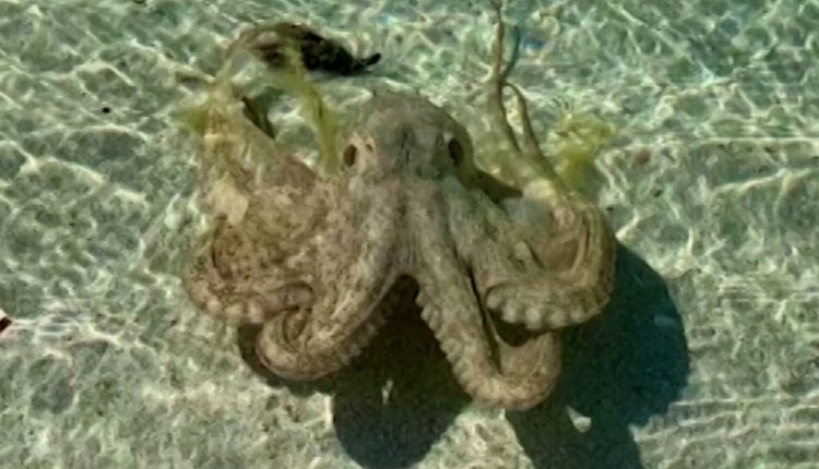 ‘The Angriest Octopus’ Lashes at a Tourist on an Australian Beach