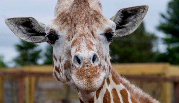 April the Giraffe, Who Became an Internet Sensation in 2017, Dies
