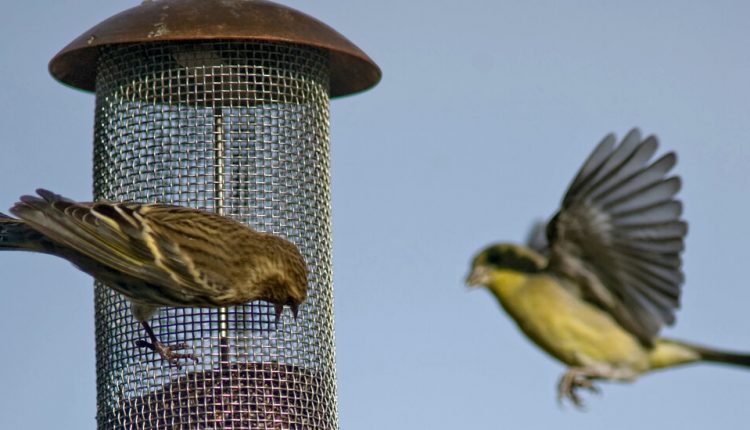 Salmonella Outbreak Is Linked to Wild Birds, C.D.C. Says