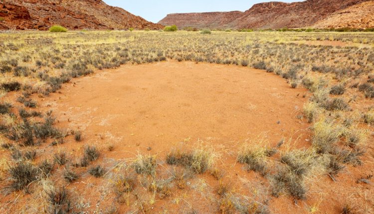 Fairy Circles in Australia May Be Due to Microbes, Study Says