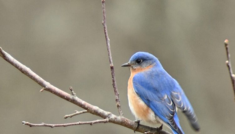 Birds by the Billions: A Guide to Spring’s Avian Parade