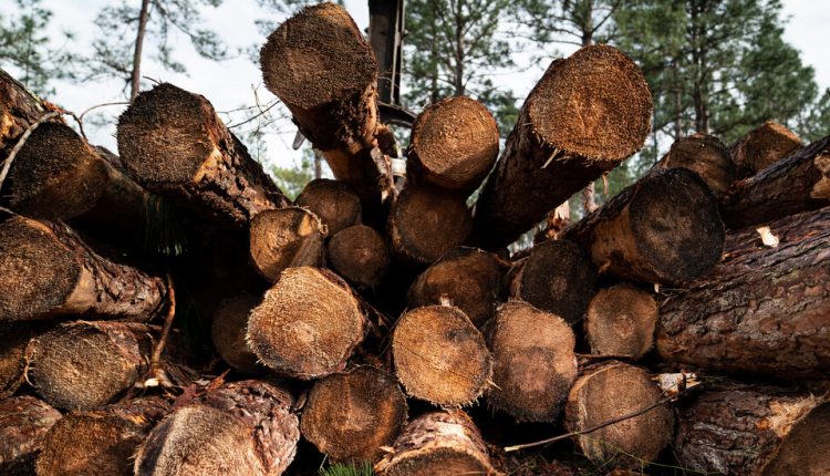 There’s a Booming Business in America’s Forests. Some Aren’t Happy About It.