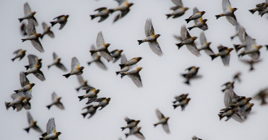 On the Menu at a Lunch in Italy: Protected Songbirds