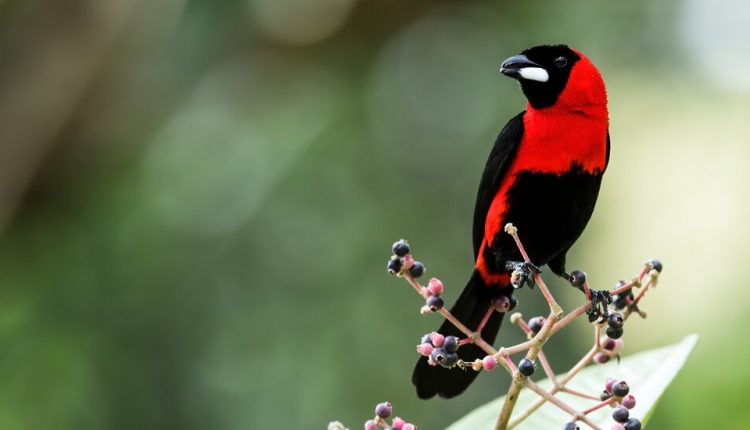 Some Male Birds Fly Under False Colors to Attract Mates, Study Suggests
