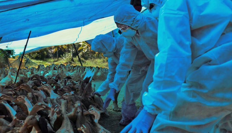 A New Bird Flu Jumps to Humans. So Far, It's Not a Problem