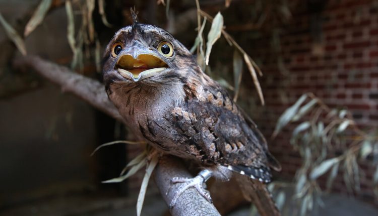 Frogmouths Are Instagram’s Most Photogenic Birds, German Researchers Say