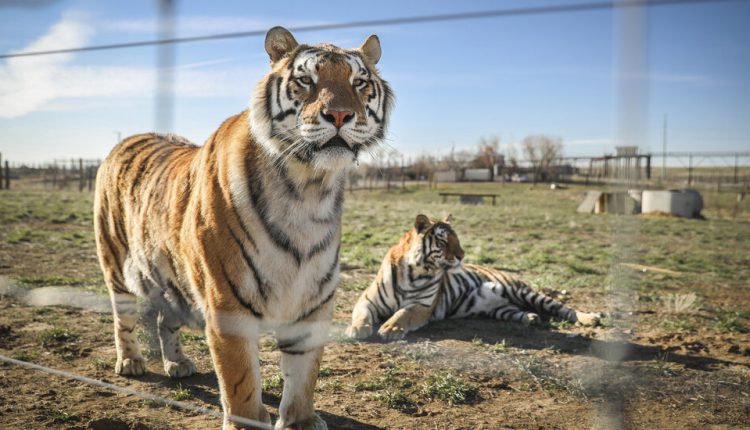 After 'Tiger King,' Law Proposed to Protect Big Cats