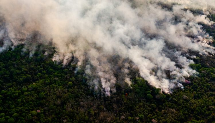 Tropical Forest Destruction Accelerated in 2020