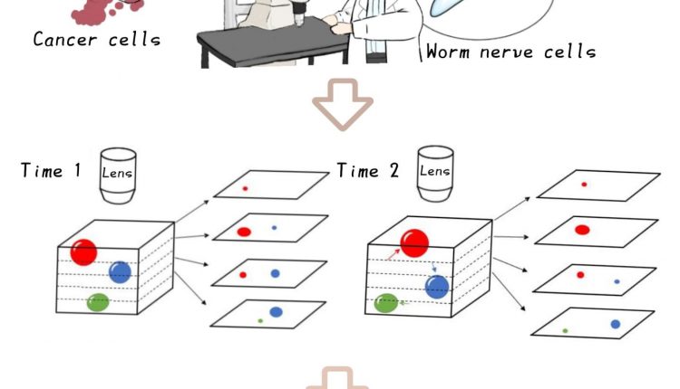 Illustration shows how a KI tracks cells through a microscope.