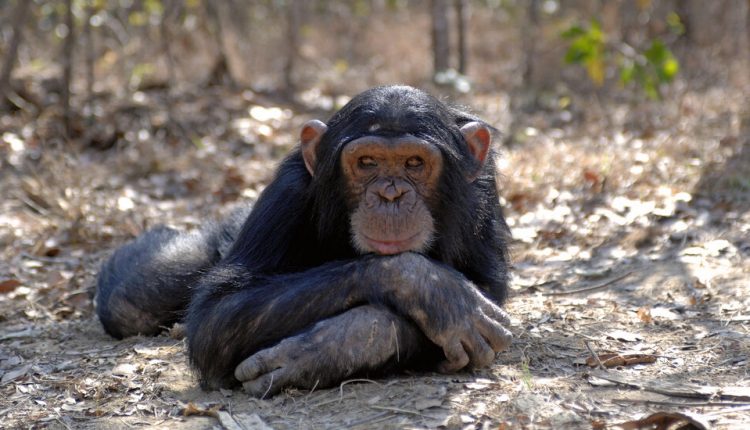 Meet the Other Social Influencers of the Animal Kingdom