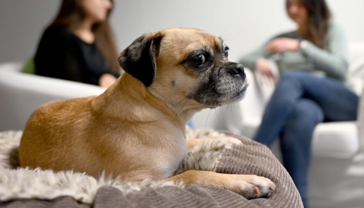 ¿Cuáles son los perros que aprenden más rápido?