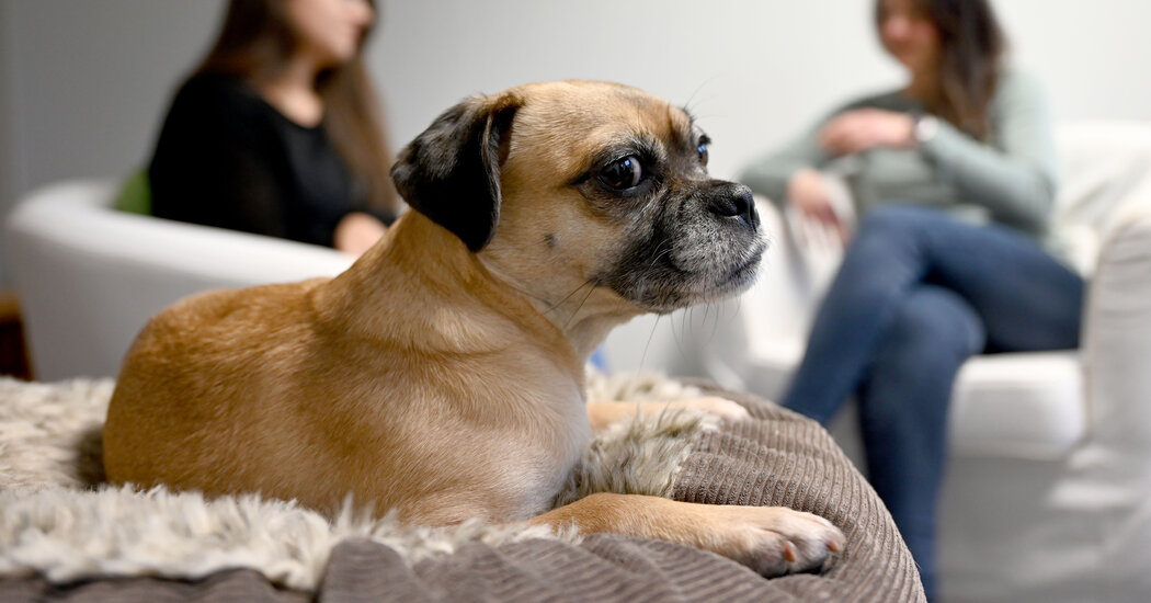 ¿Cuáles son los perros que aprenden más rápido?