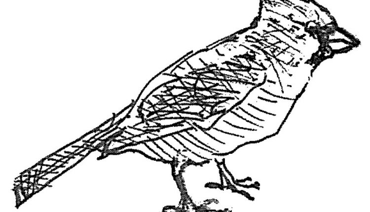 How to Draw Nature - The New York Times