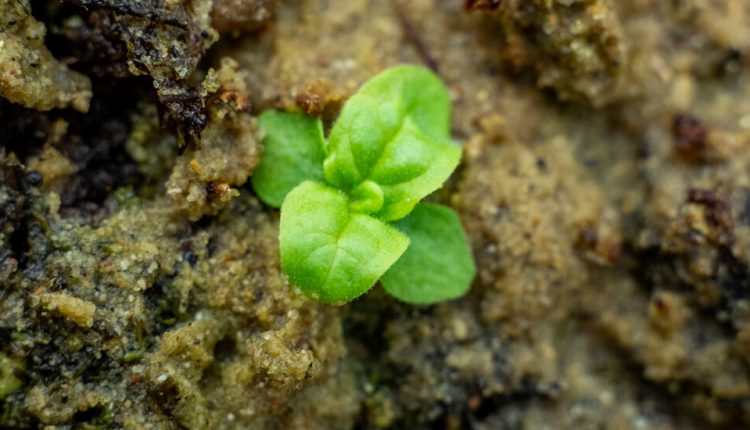 Seeds From a 142-Year-Old Science Experiment Have Sprouted