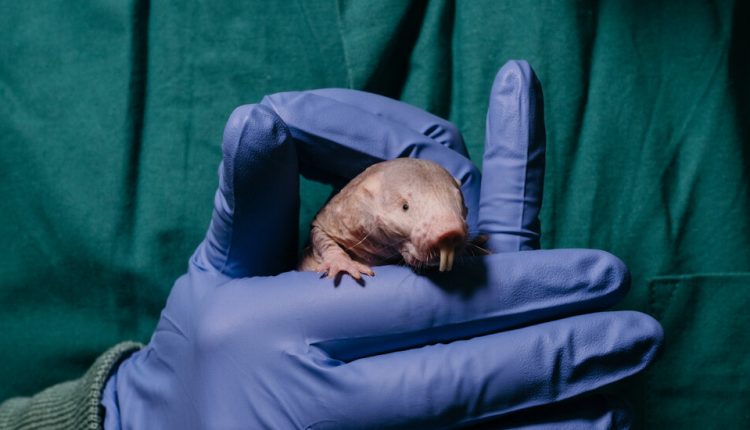 The Animal Translators - The New York Times