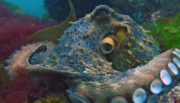 Octopuses Don’t Have Backbones — or Rights